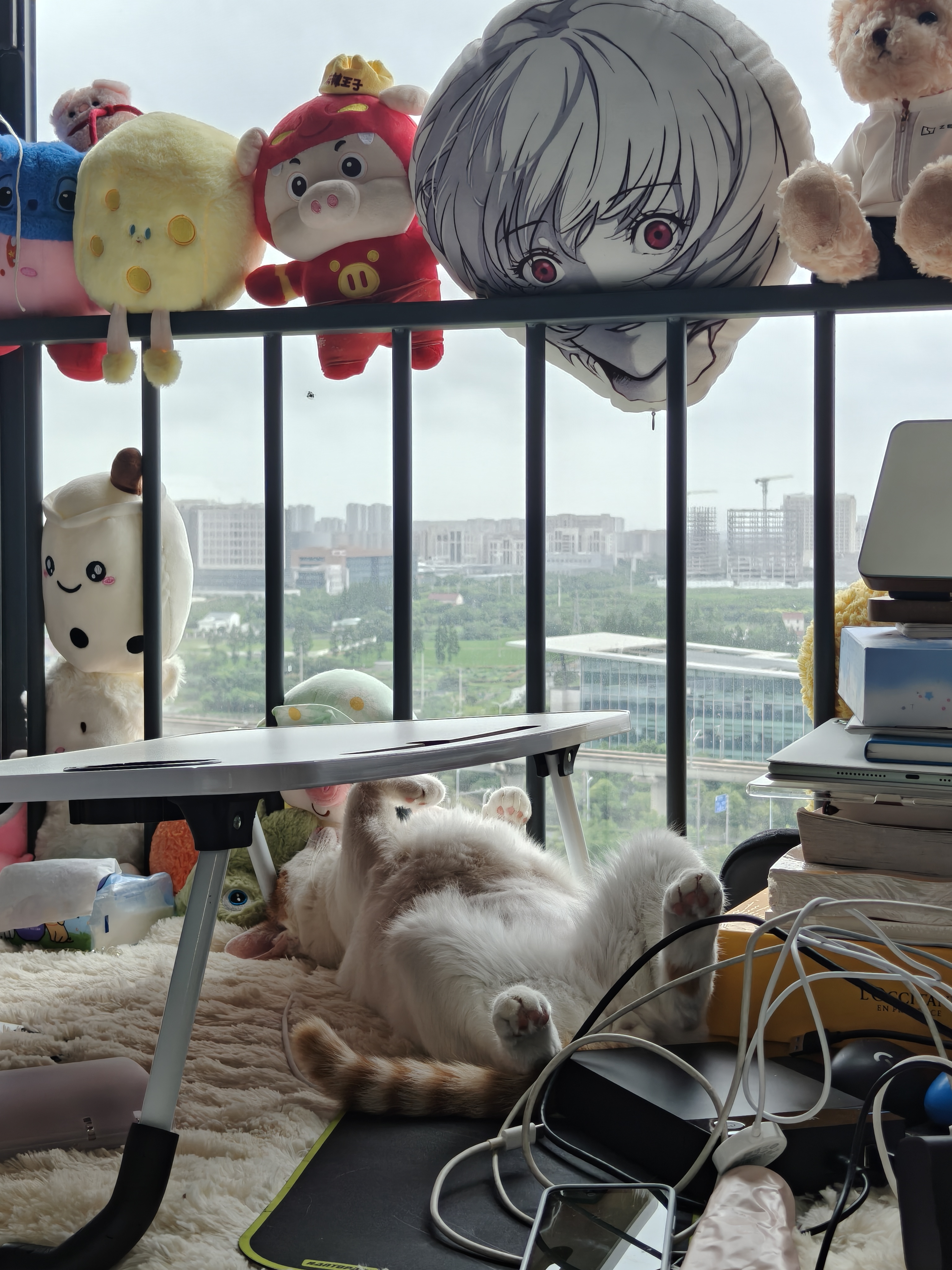 睡觉的满宝